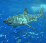 Great white shark can help in fight against cancer