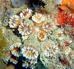 The unique discovery of a coral reef in Italy