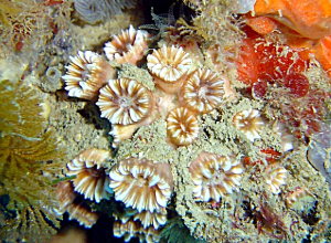 Unieke ontdekking van koraalrif in Italië