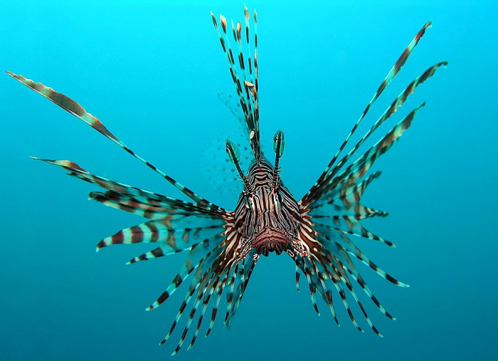 Artificial intelligence in battle against lionfish