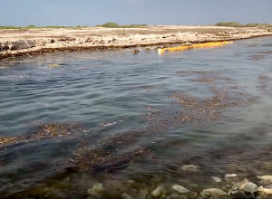 Bonaire wederom geplaagd door Sargassum zeewier