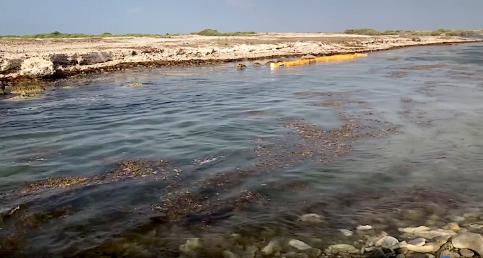 Bonaire wederom geplaagd door Sargassum zeewier