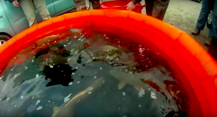 Duizend kilo vis uitgezet in de Vinkeveense Plassen