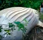 Mystery. Whale discovered in Brazilian forest area