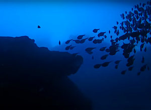 Blue Room. Een van de coolste dive spots op Curacoa