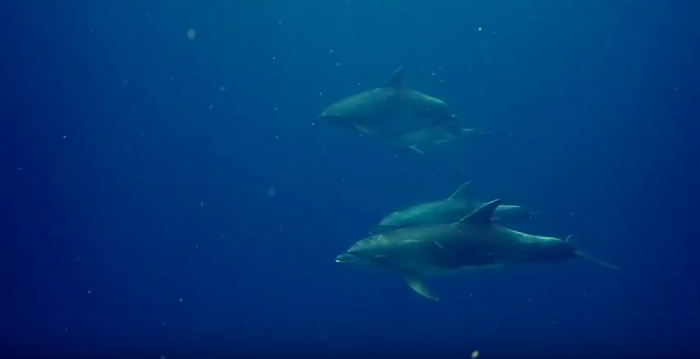 Duikers spotten dolfijnen in Red slave