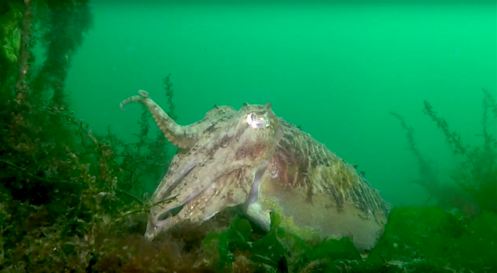 first cuttle fish 2019 spotted in Dutch Oosterschelde