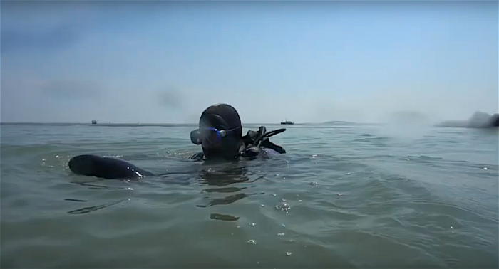Duikteam Dusky redt baby bruinvis tijdens duik in Katshoek