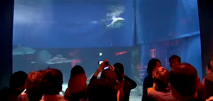 Witte haai sterft na 3 dagen in Japans aquarium