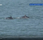 Beelden opgedoken van dolfijnen voor Noord-Holland