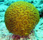 Universiteit Wageningen zoekt studenten voor koraalrifonderzoek op Bonaire