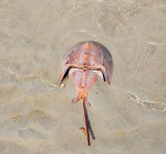 Horseshoe crab washed ashore on Dutch beach in Zandvoort
