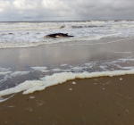 Dwergvinvis aangespoeld op het strand van Texel