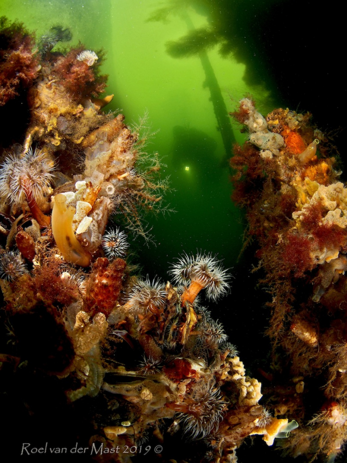 Maak kennis met deze onbekende duikstekken in jouw omgeving