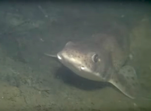 Haai gespot in de Bergse Diepsluis