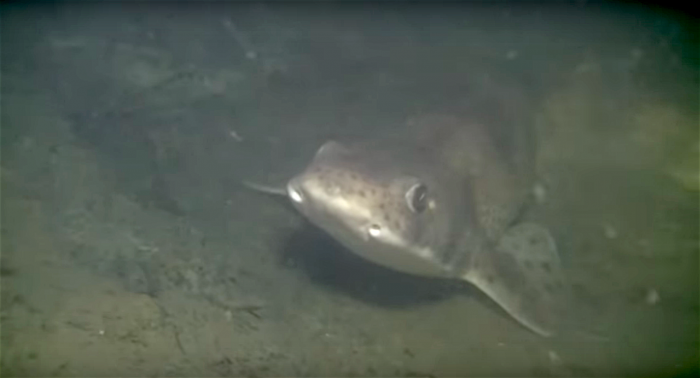 Haai gespot in de Bergse Diepsluis