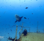 Mola mola gespot op Malta