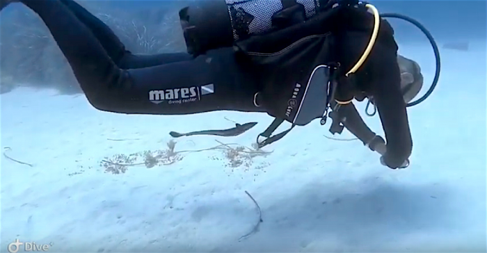 Sportduiker Corsair Diving schrikt van zeldzame zuigbaars