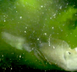 Sepia's 'bederven' duikvideo met grote wolken inkt