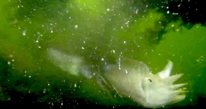 Sepia's 'bederven' duikvideo met grote wolken inkt