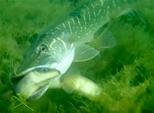 Epic fight between pike and eel. How does it end?