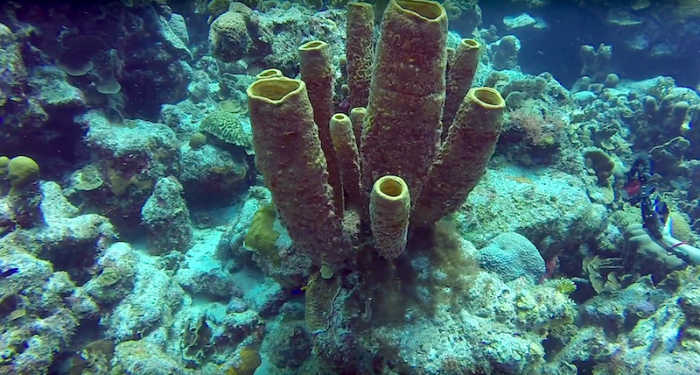 Veel nieuwe soorten ontdekt op koraalrif Bonaire