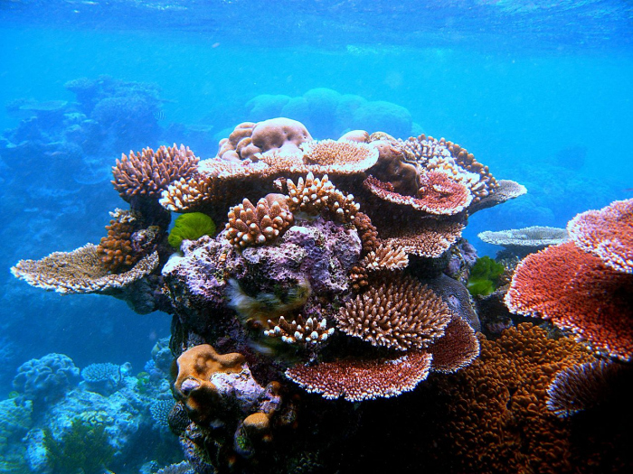 Koraalsoorten ontdekt die bestand zijn tegen extreme klimaatomstandigheden