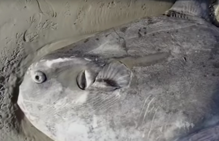 Maanvis aangespoeld bij het Belgische Nieuwpoort