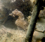 Zeepaardje gespot in het Veerse Meer