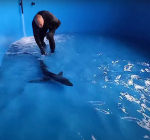 Aangespoelde bauwe haai met zuurstoftank naar Blijdorp gebracht
