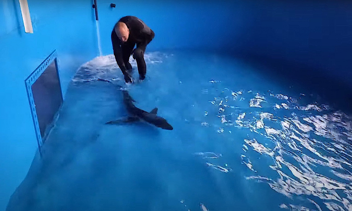 Aangespoelde bauwe haai met zuurstoftank naar Blijdorp gebracht