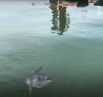 Levende maanvis aangetroffen bij duikplaats Het Buitenveld