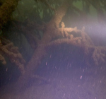 Duikers ontdekken groot onderwaterbos in Milligerplas