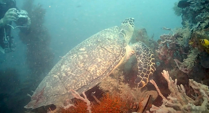 Schildpad vernoemd naar Nederlandse duiker. Turtle Diverkees