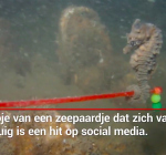 Video Dive Post Zoetermeer met zeepaardje aan vistuig gaat viral