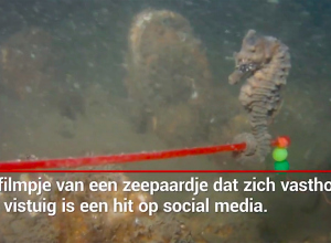 Video Dive Post Zoetermeer met zeepaardje aan vistuig gaat viral