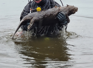 Dutch diver finds dead beaver during his dive