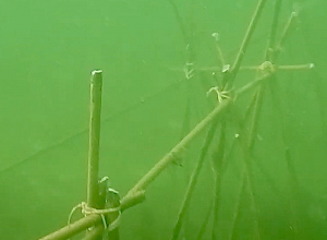 Dit omvangrijke bamboe rif is klaar voor de sepia's en zeepaardjes