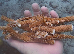 Divers break newly grown coral on Curaçao