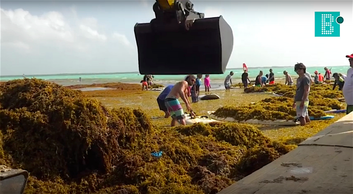 Dikke laag zeewier treft Bonaire ook in 2020