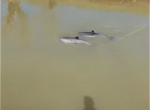 Bruinvissen in Engels riviertje bij Burrowbridge