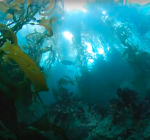 Dit is duiken in Californië. Truly amazing..!