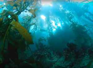 Dit is duiken in Californië. Truly amazing..!