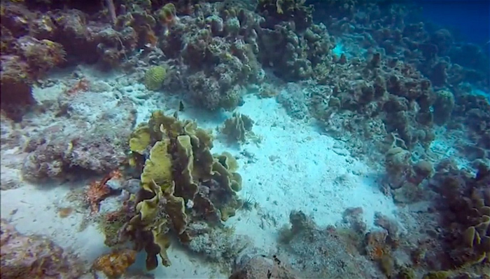 Curaçao krijgt onderwaterstation voor wetenschappelijk onderzoek