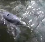 Bevrijde dolfijn zwemt nu in havens van IJmuiden