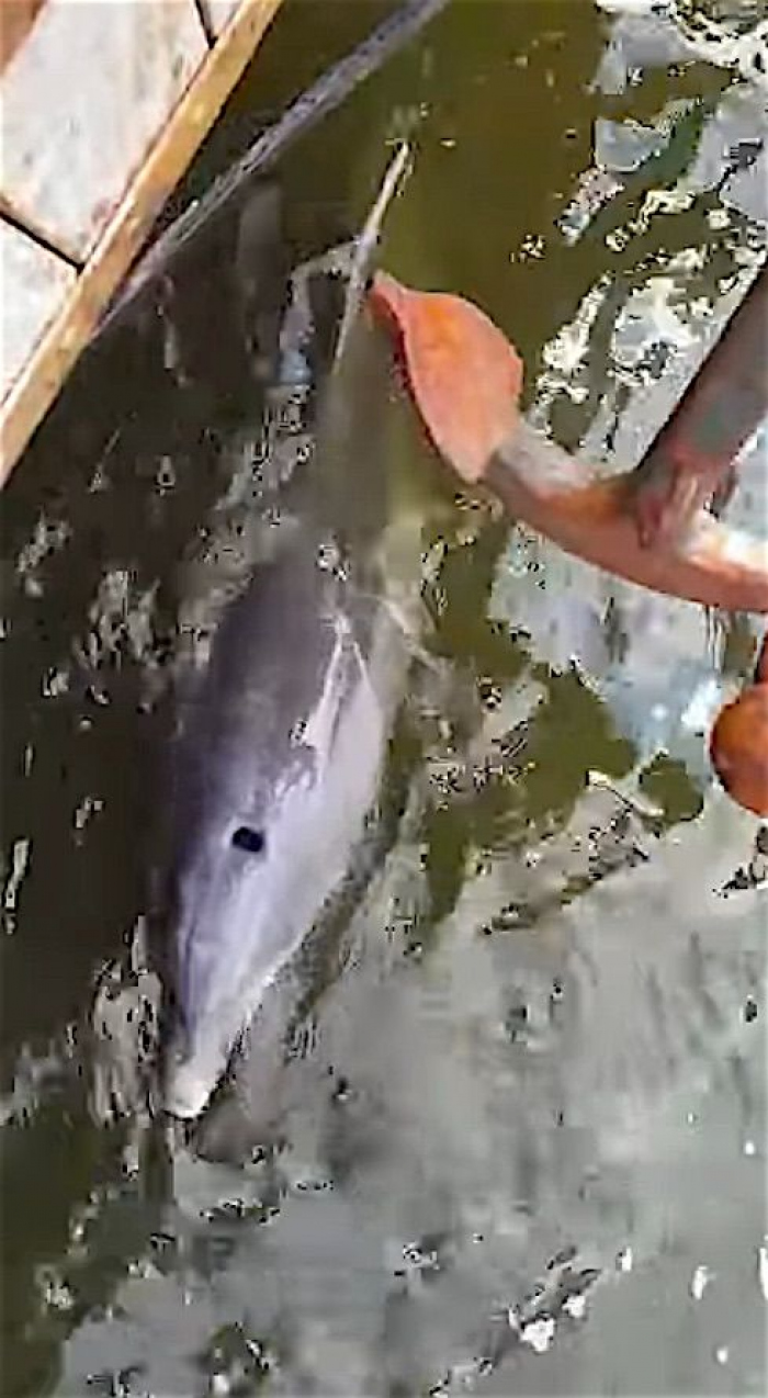 Tuimelaar dolfijn volgt schip tot in de haven van Amsterdam