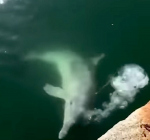 Dolfijnen verschijnen in kanalen Venetië na lockdown