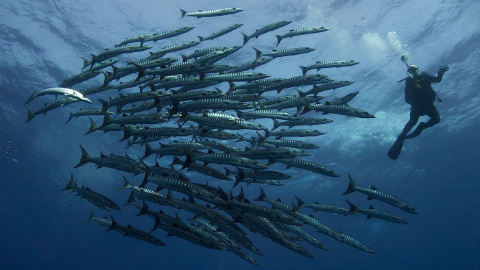 Jouw duik met 300 barracuda's