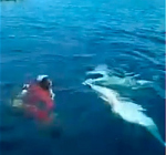 Wilde dolfijnen sluiten vriendschap met duiker op Malta