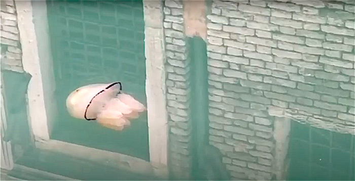 Barrel jellyfish visible in Venice’s canals due to Lockdown